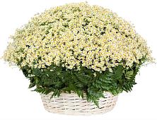 Цветочная композиция из Ромашки в корзине #REPLACE_PRED# Стригуны